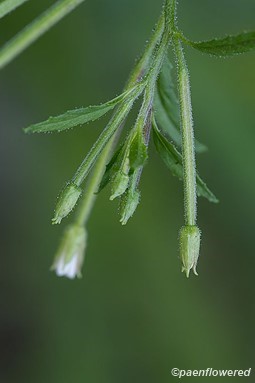 Flower buds with flared sepal tips